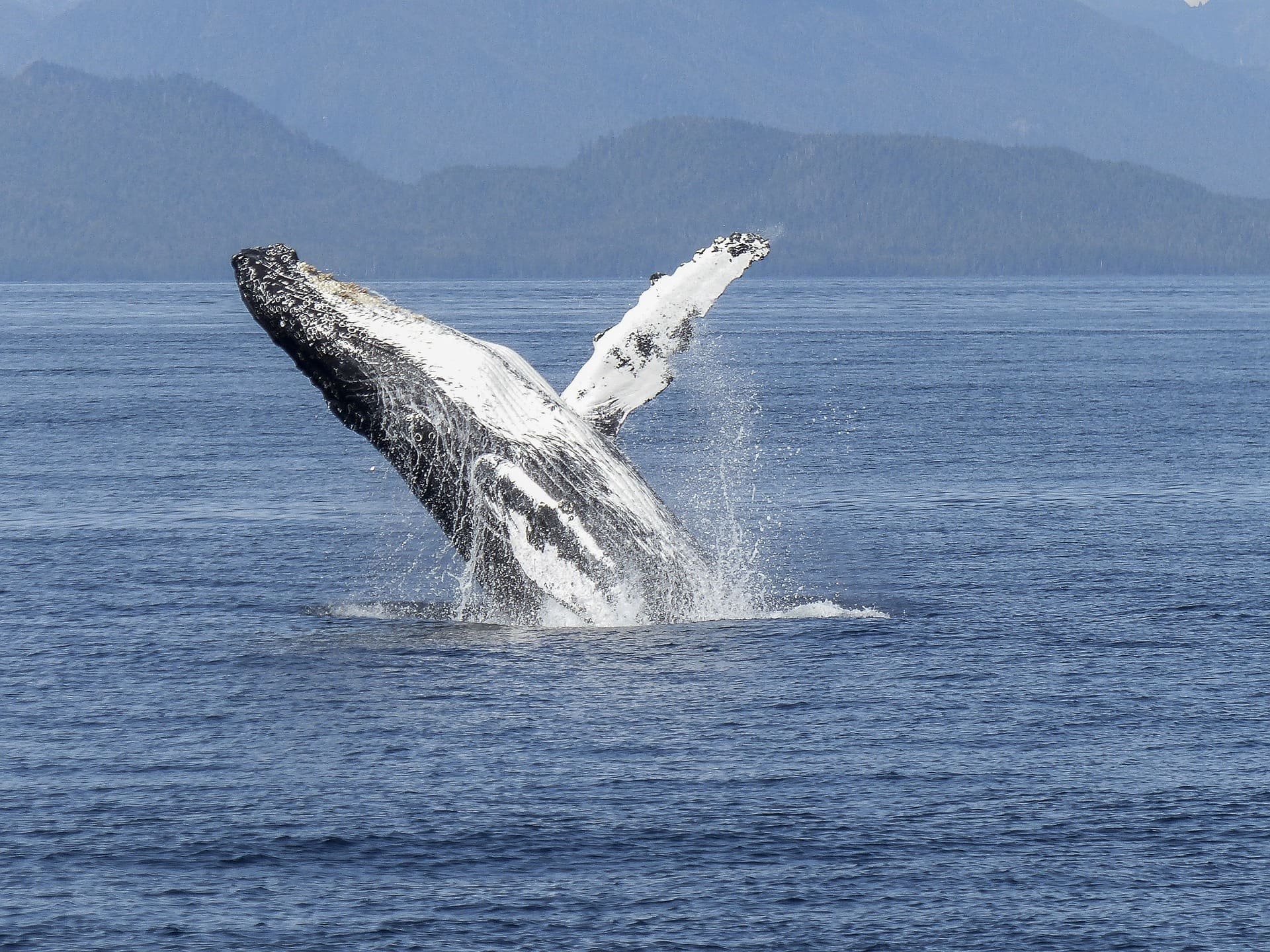 avistamiento de ballenas en canada